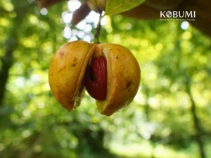 Pala Rempah Indonesia