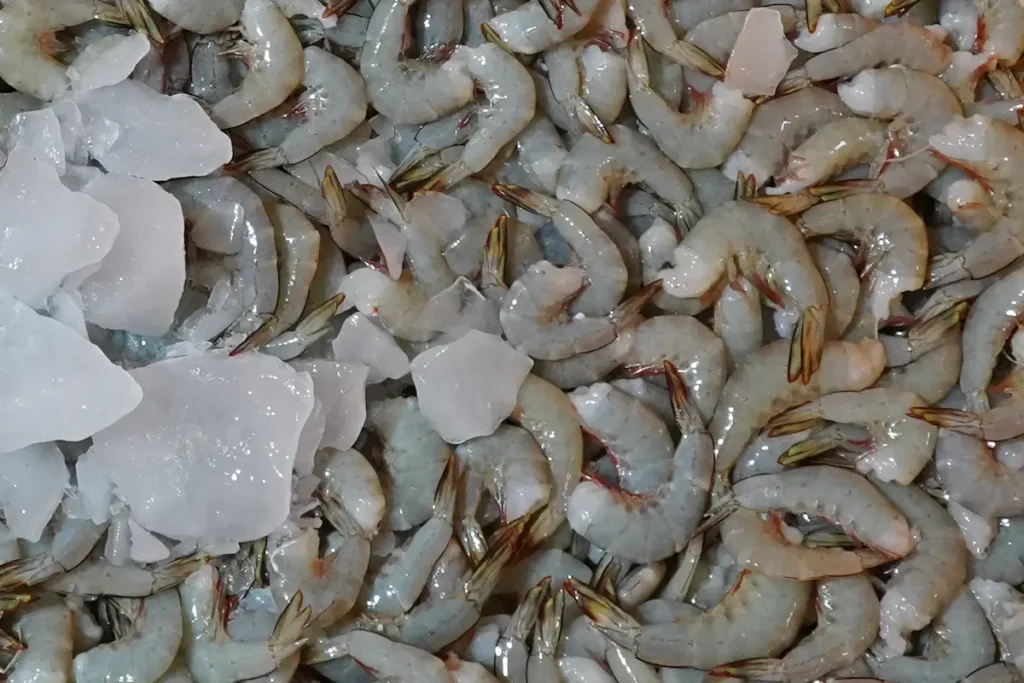 KOBUMI: Udang Konda