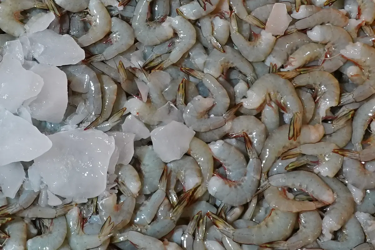 KOBUMI: Udang Konda