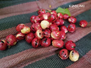 Sasi Pala Seith: Menjaga Budaya & Ekonomi