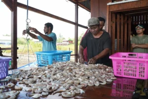 Pemilihan udang Kobumi oleh Nelayan