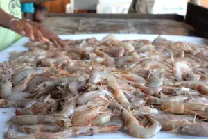 Pemilihan udang Kobumi di nelayan