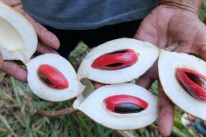 Pala Lonjoong asal Papua by Kobumi