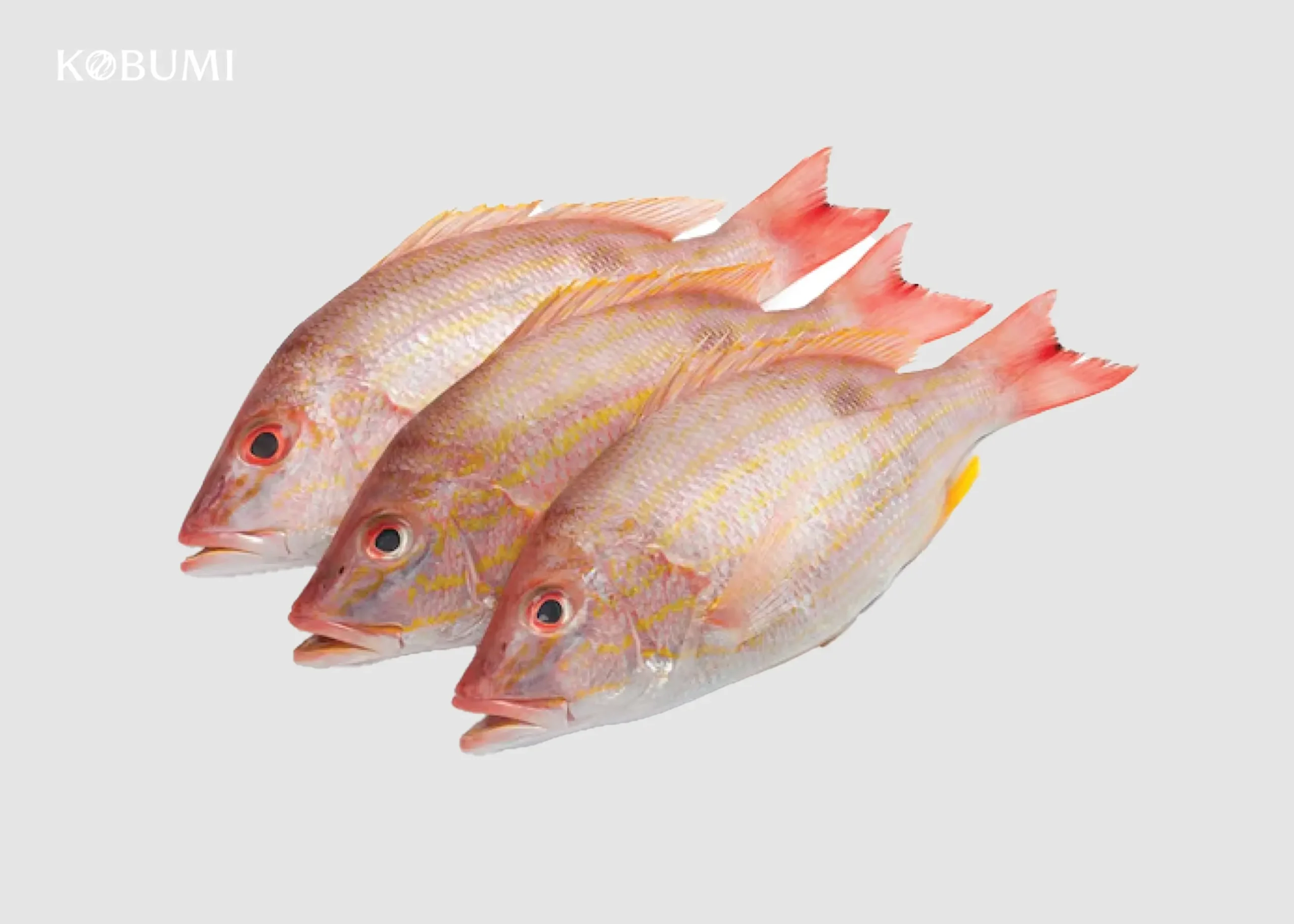 Snapper by Kobumi