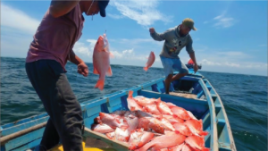 Red snapper catch by fisherman for Kobumi