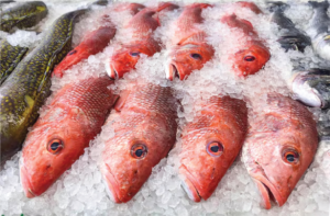 Red snapper