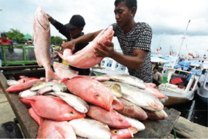 Red snapper sorting by fisherman for Kobumi
